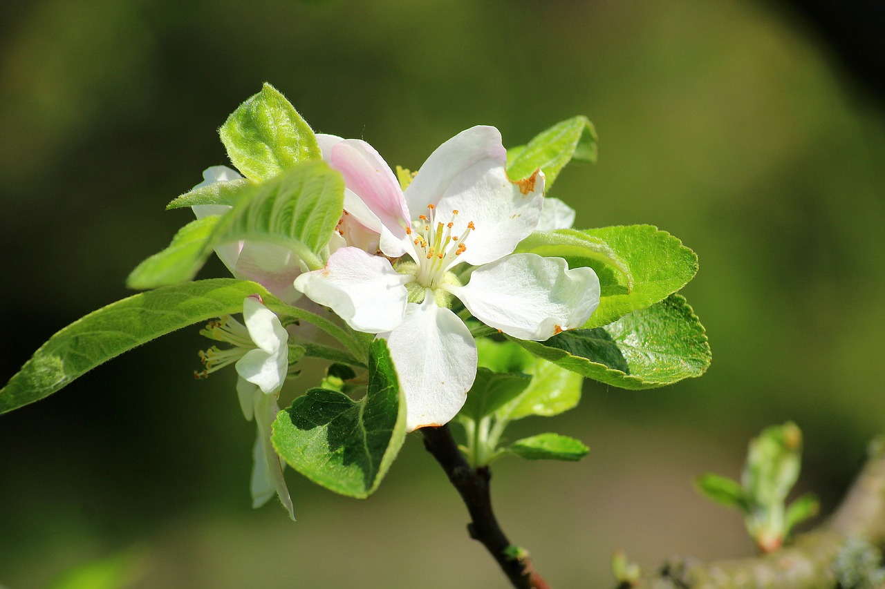 apple flower  spring  fruit trees free photo