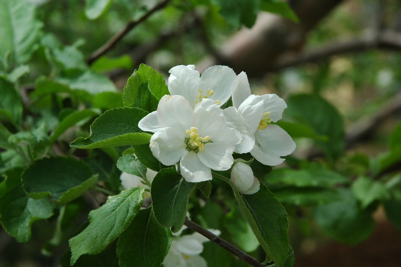 apple flower  flower  blossom free photo