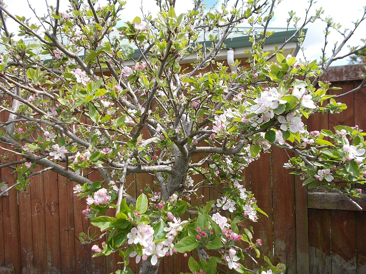 apple flower plants wood free photo