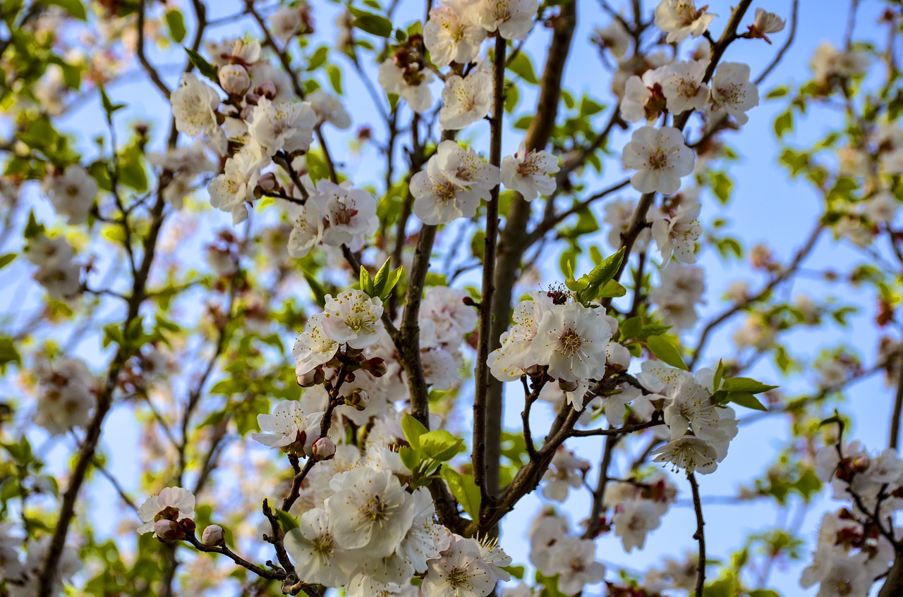 apple flowers  blooming  blossom free photo