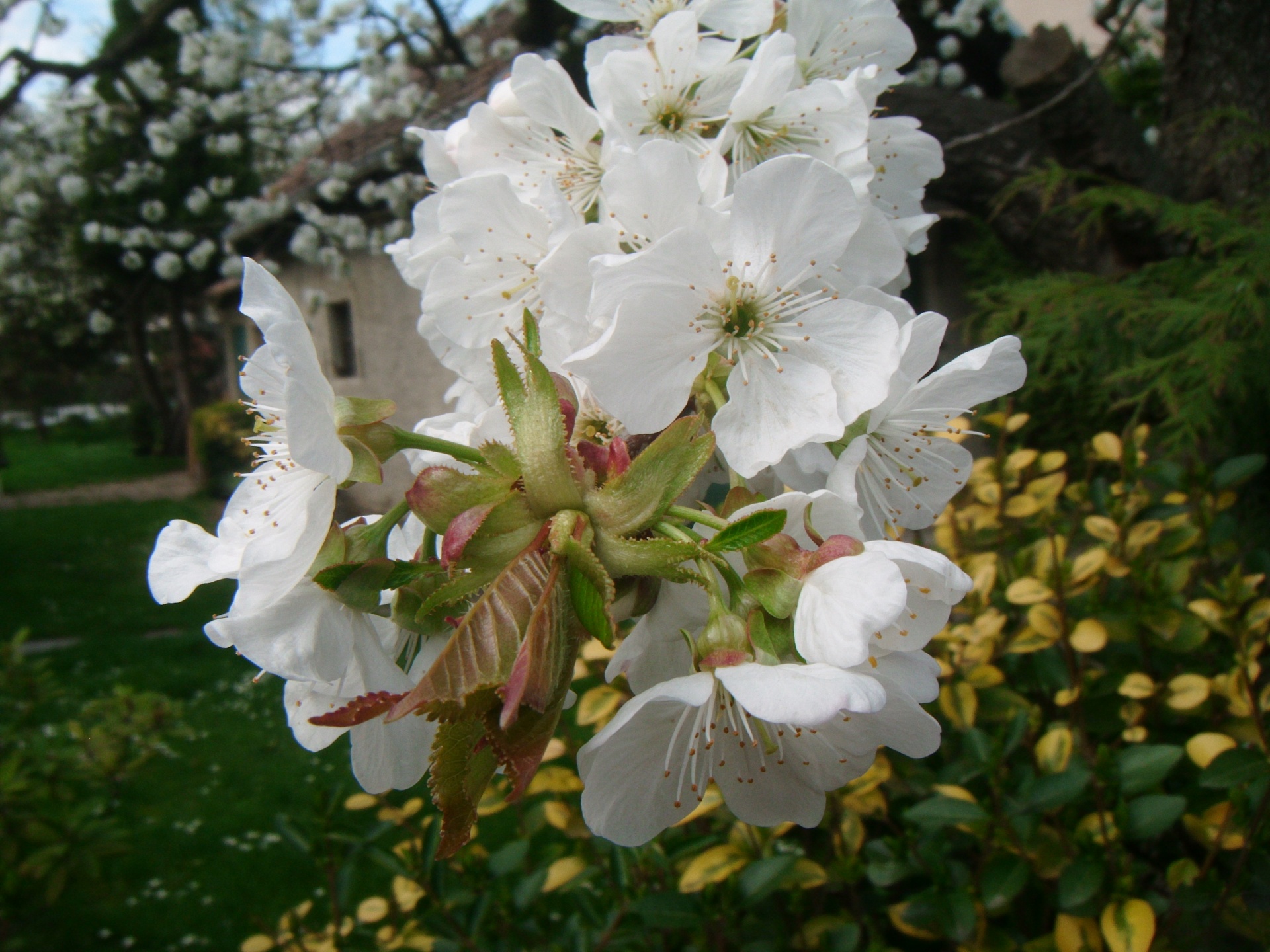 apple tree flowers free photo