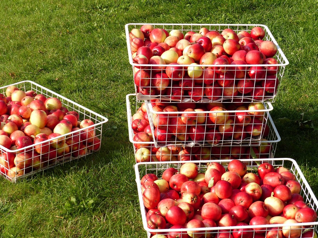 apple harvest jaws grass free photo