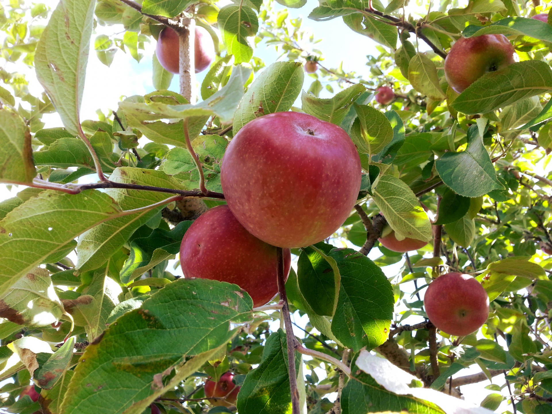 apple apples fruit free photo