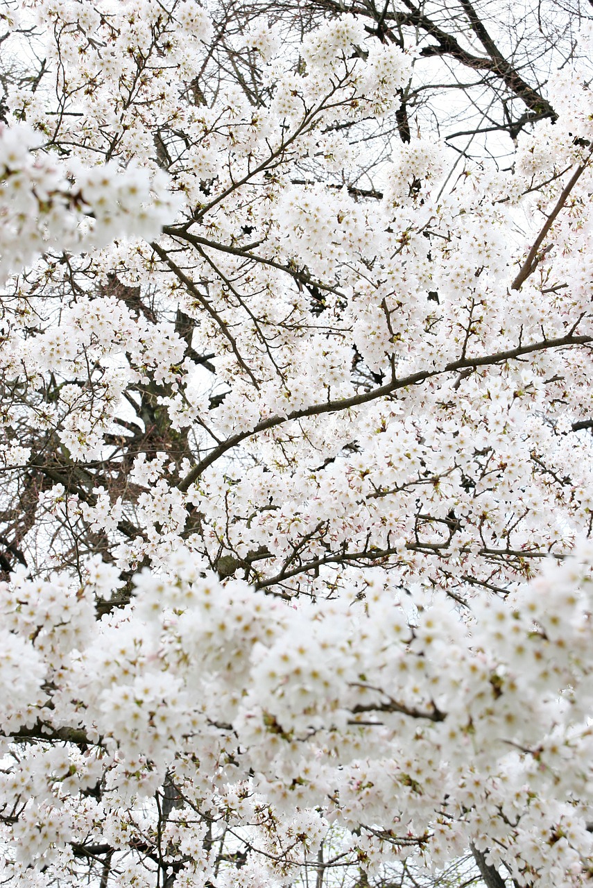 apple japan tree white free photo