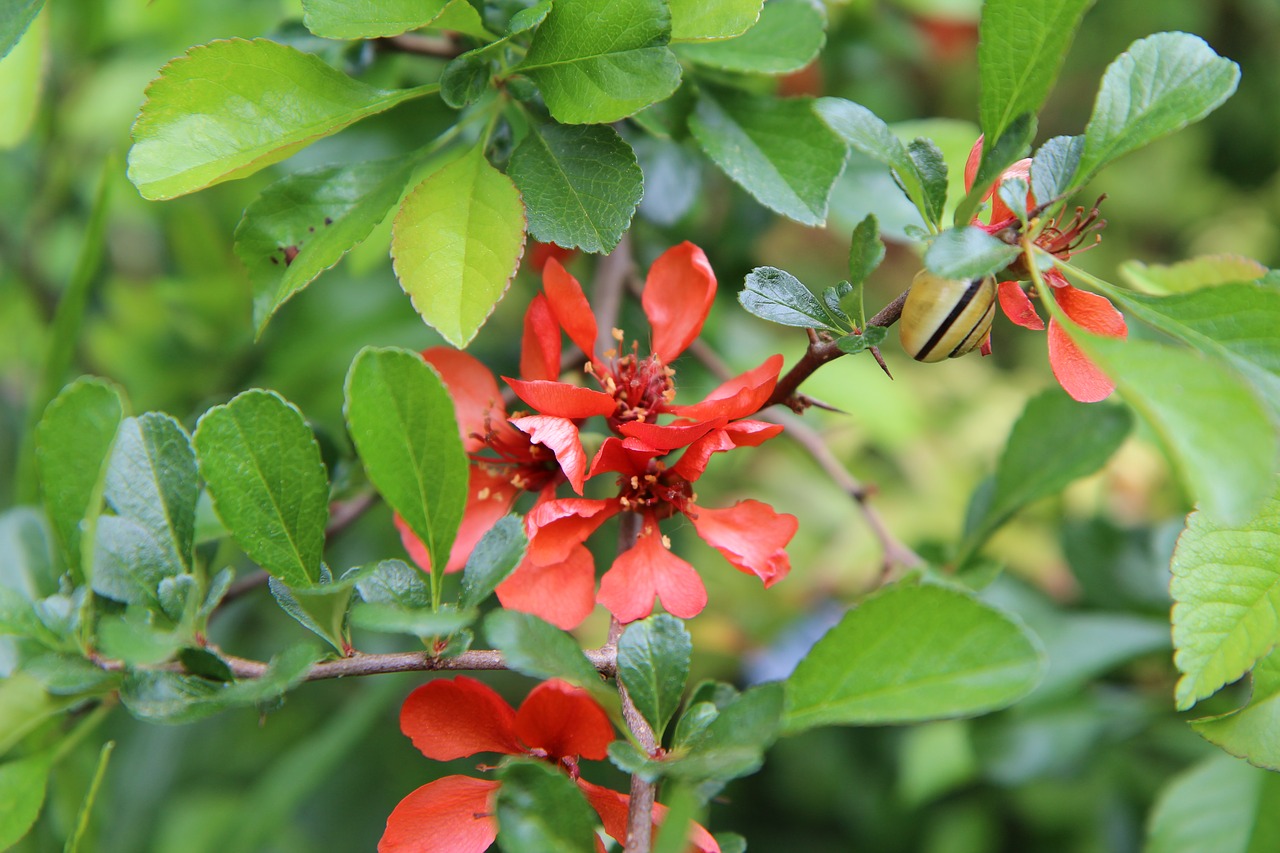 apple japanese  japan quince  quince free photo