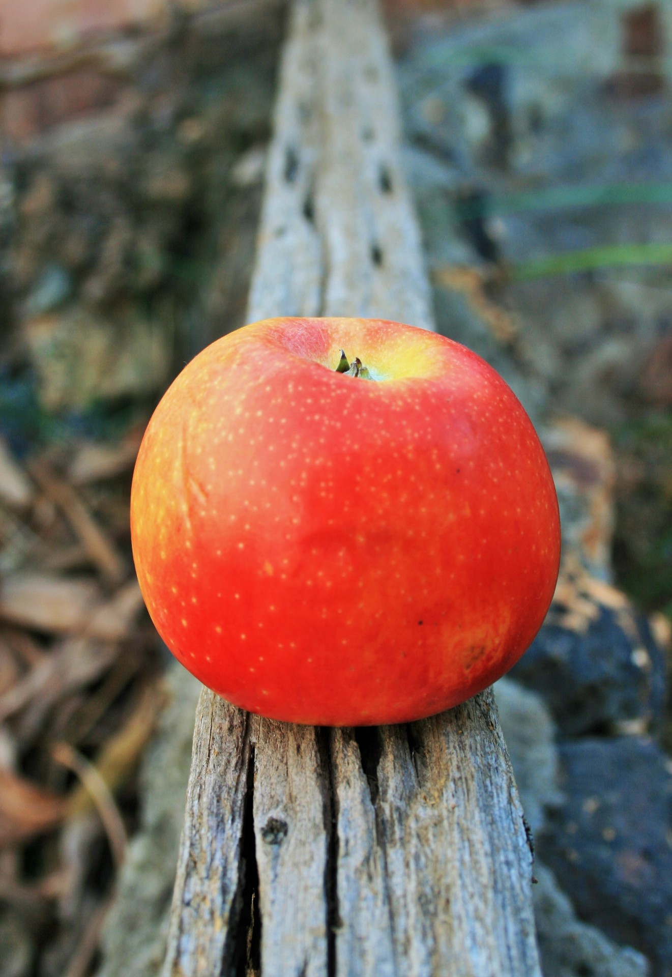 fruit apple red free photo