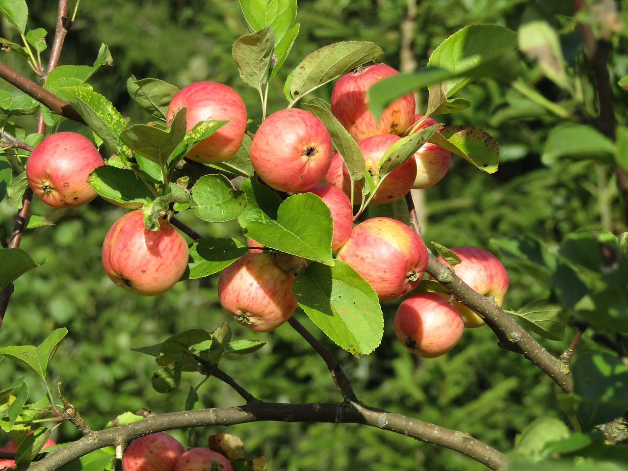 apple orchard apple fruit free photo