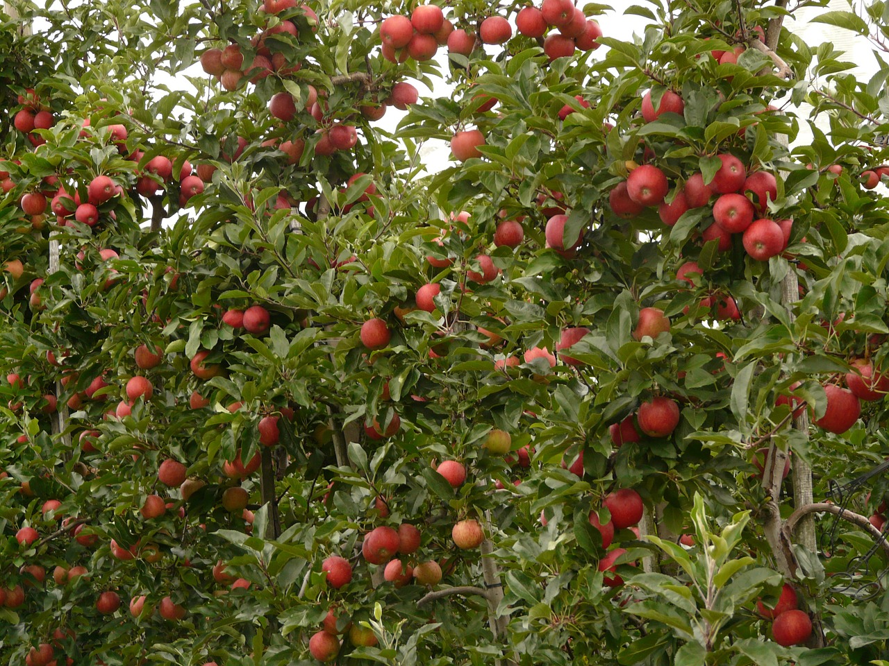 apple orchard apple apple tree free photo