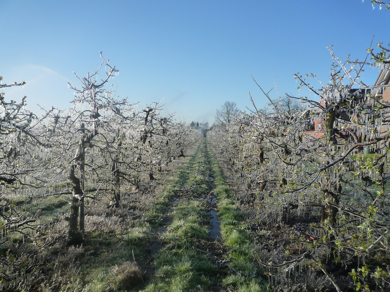 apple orchard apple tree ice free photo