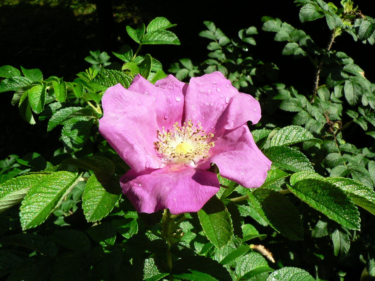 apple rose flower rose free photo