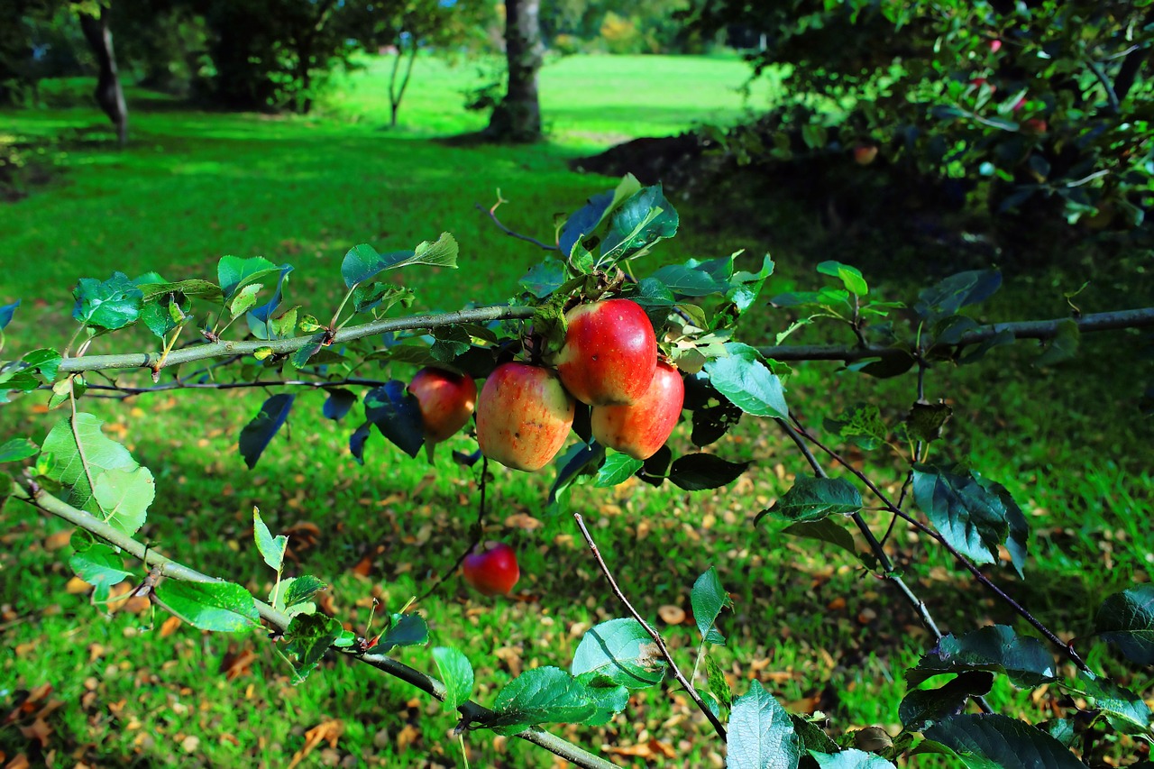 apple tree apple late autumn free photo