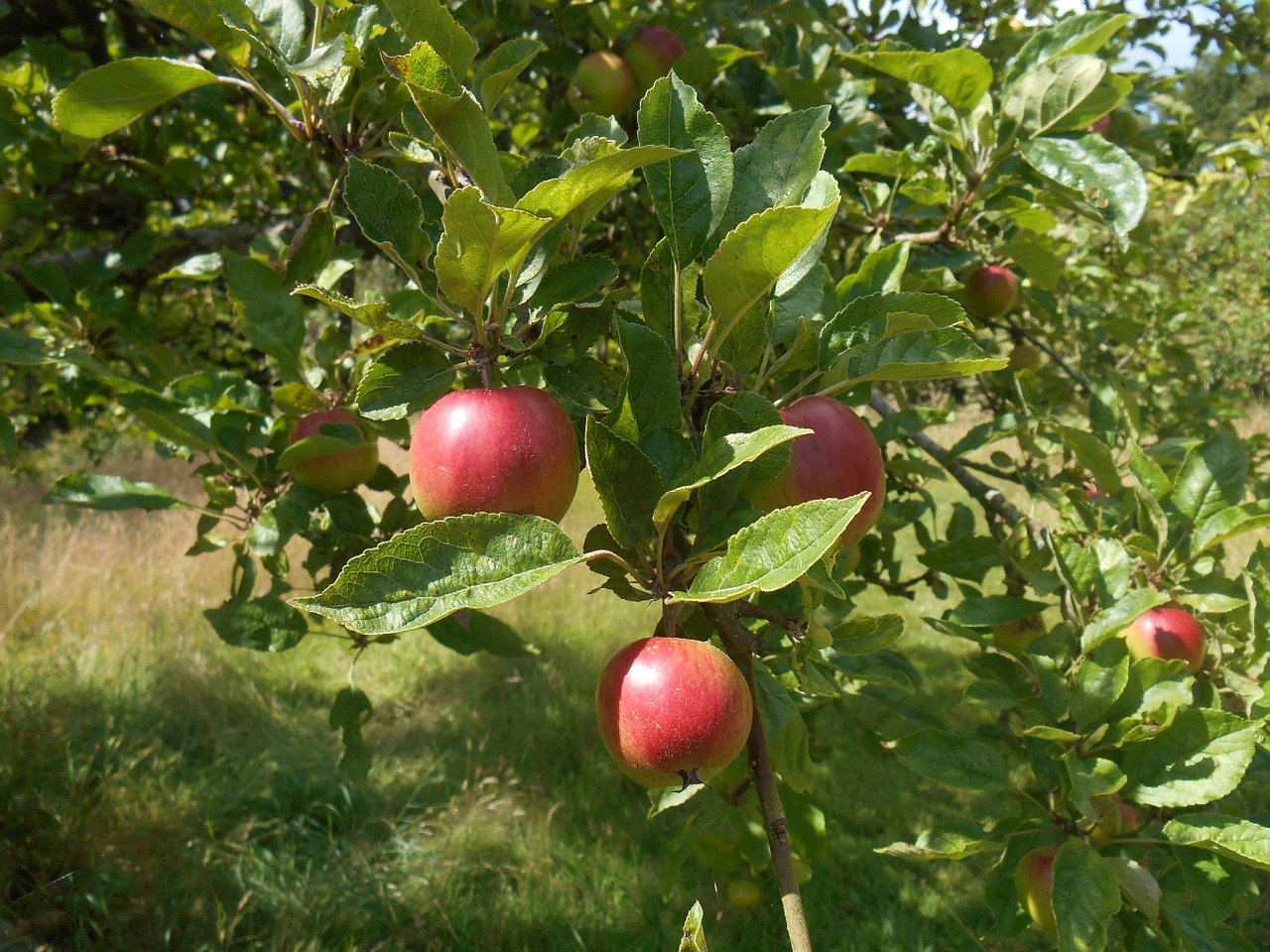 apple tree tree orchard free photo