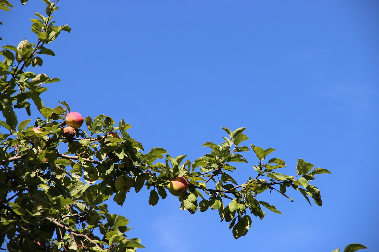 apple tree tree branch free photo