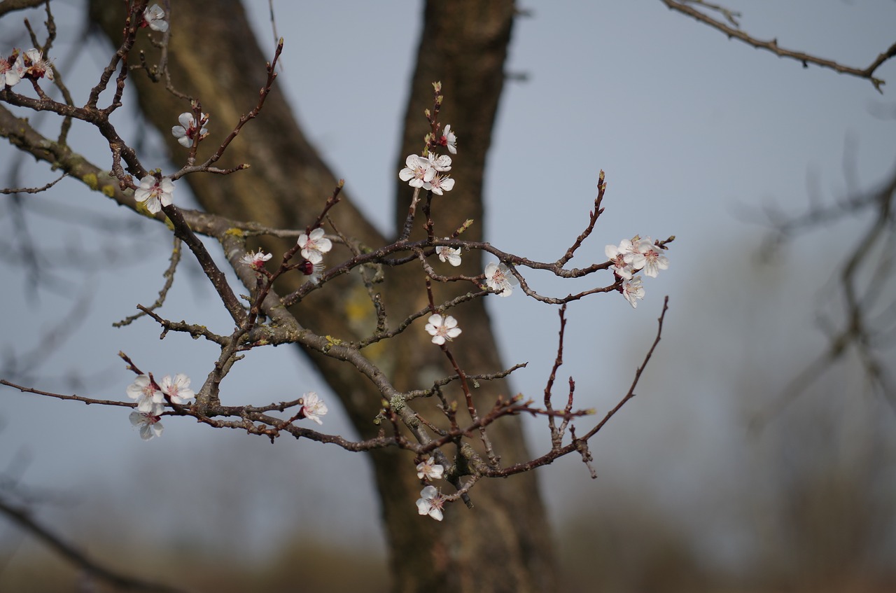 apple tree flowering spring free photo