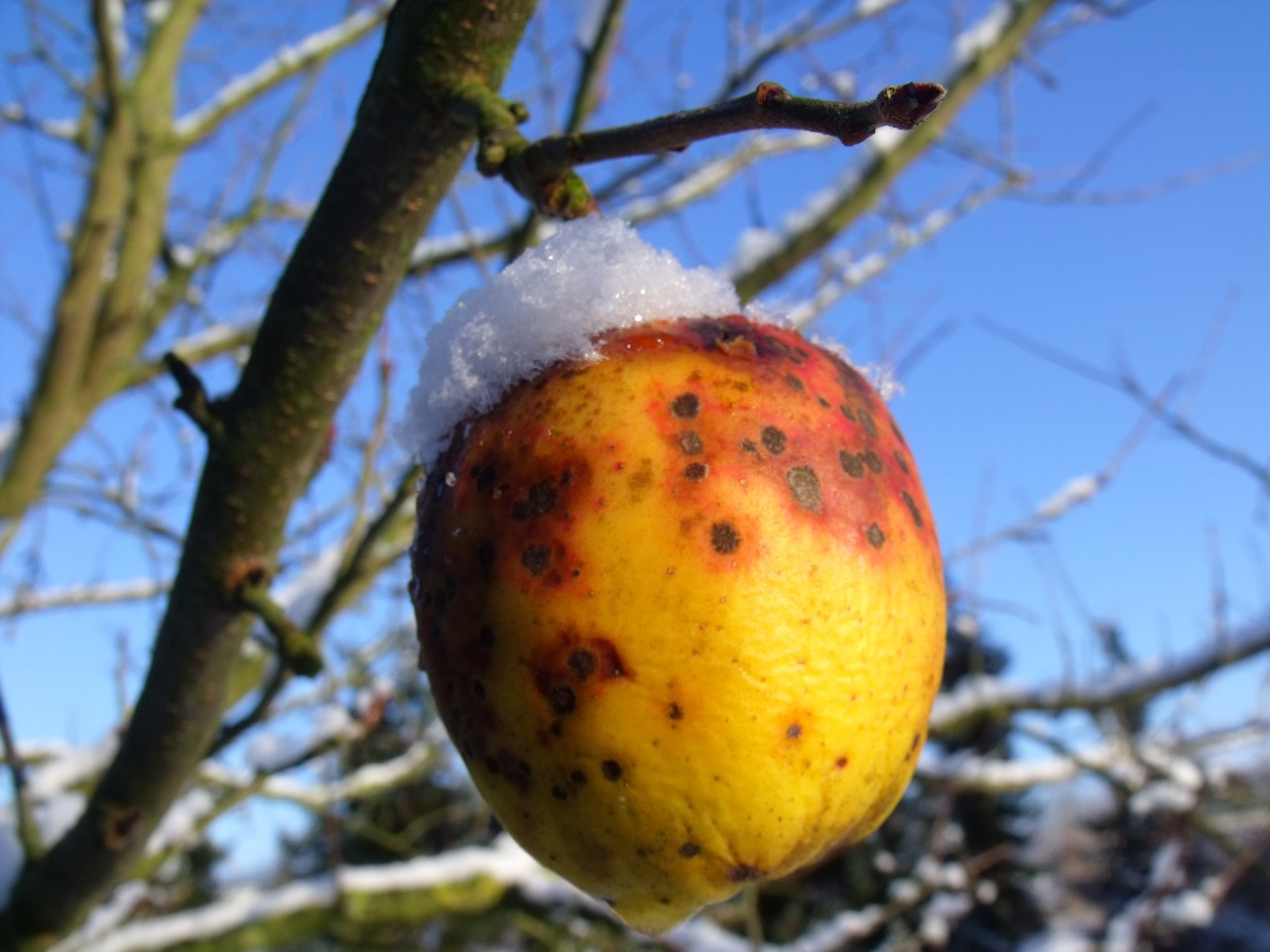 apple tree apple nature free photo