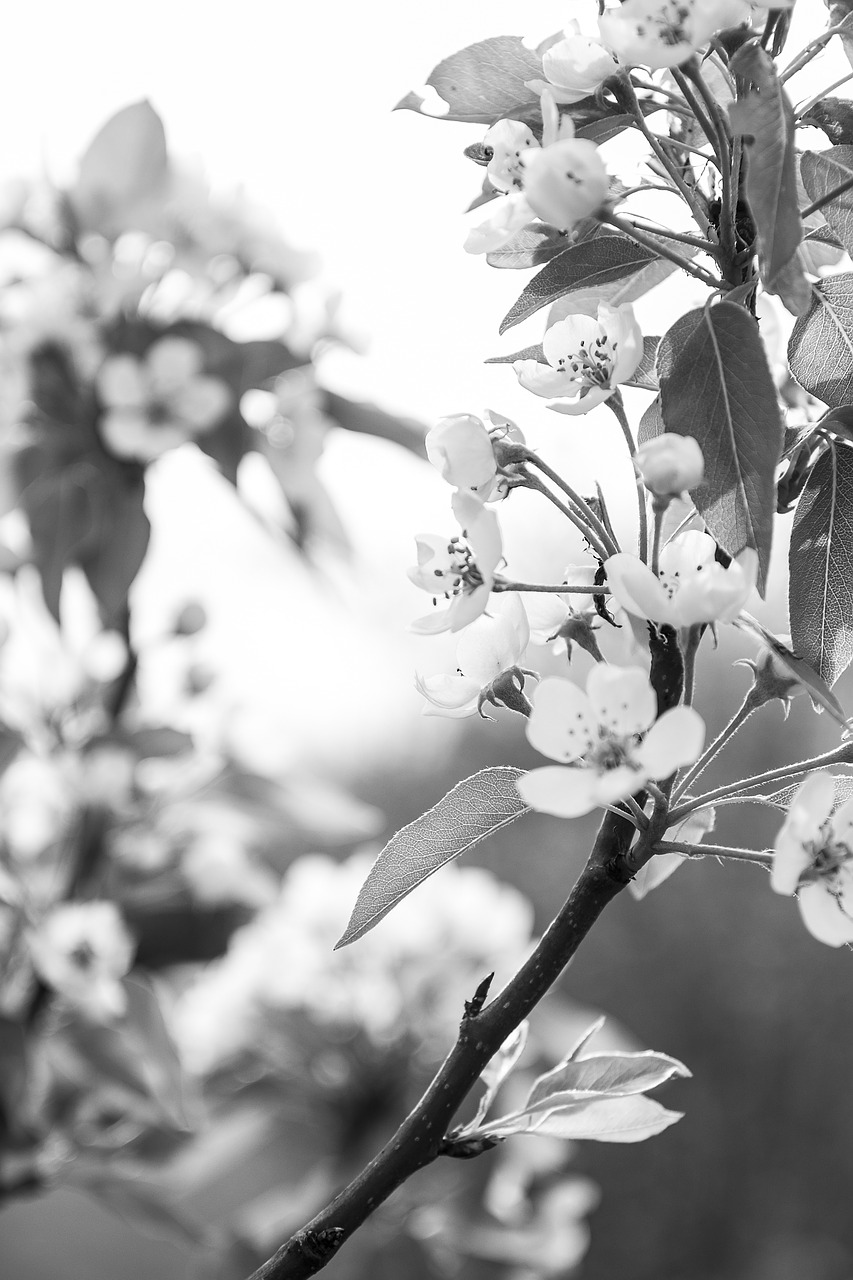 apple tree blossom bloom free photo