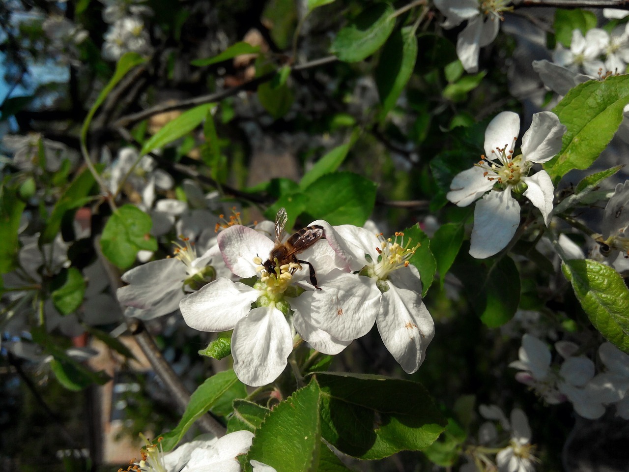 apple tree bee flowers free photo