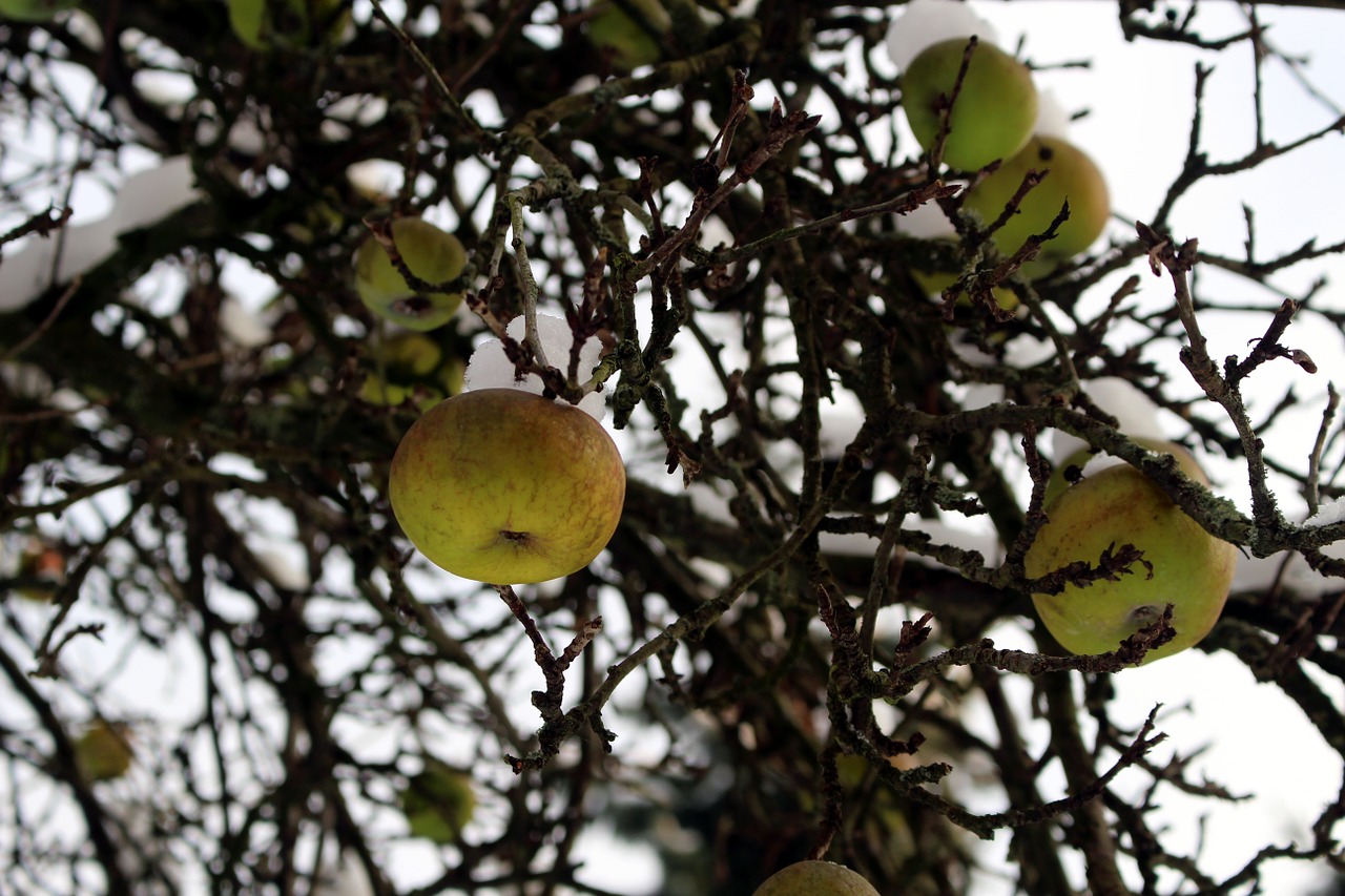 apple tree snow nature free photo