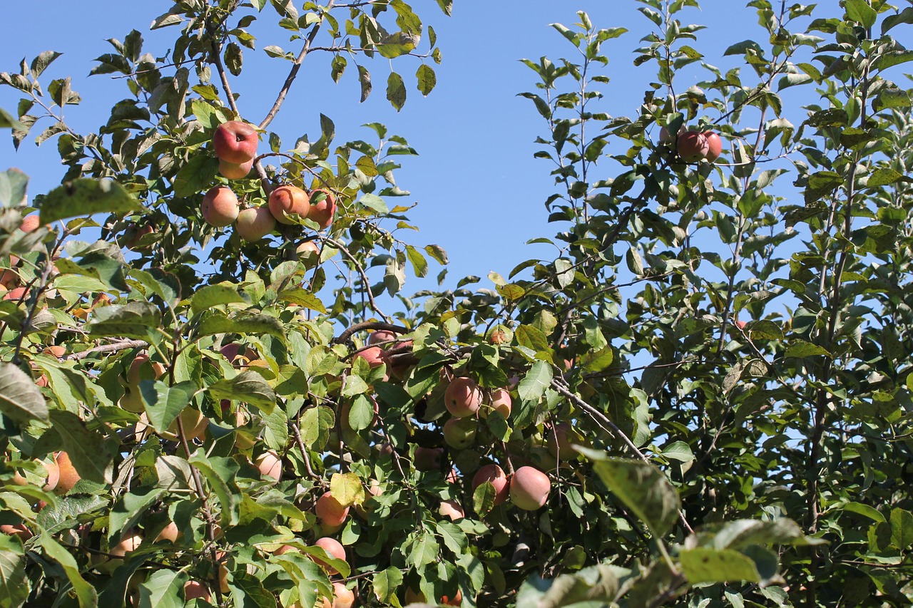 apple tree apples tree free photo