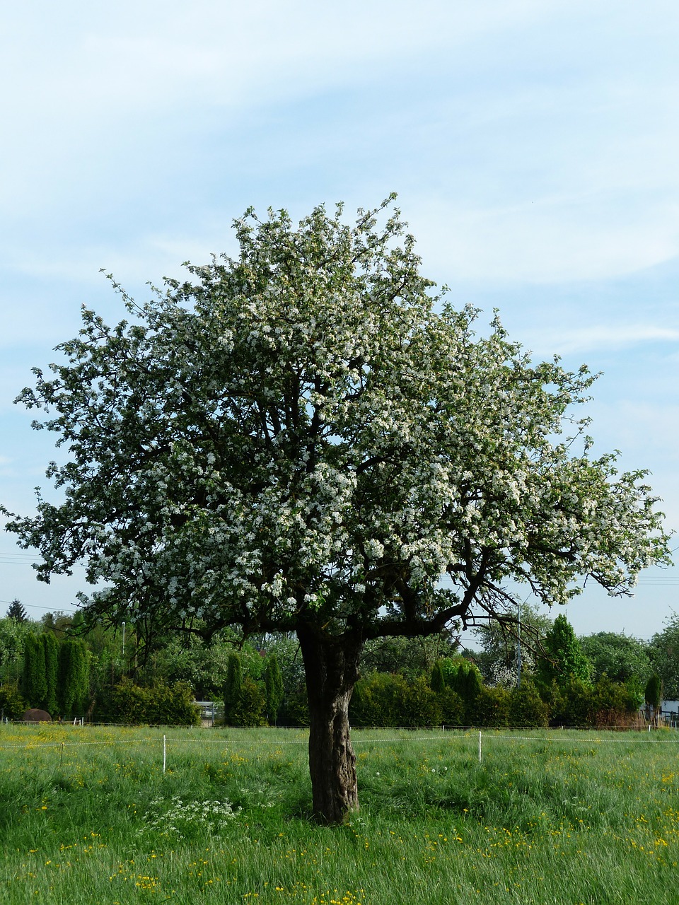 apple tree tree apple blossom free photo