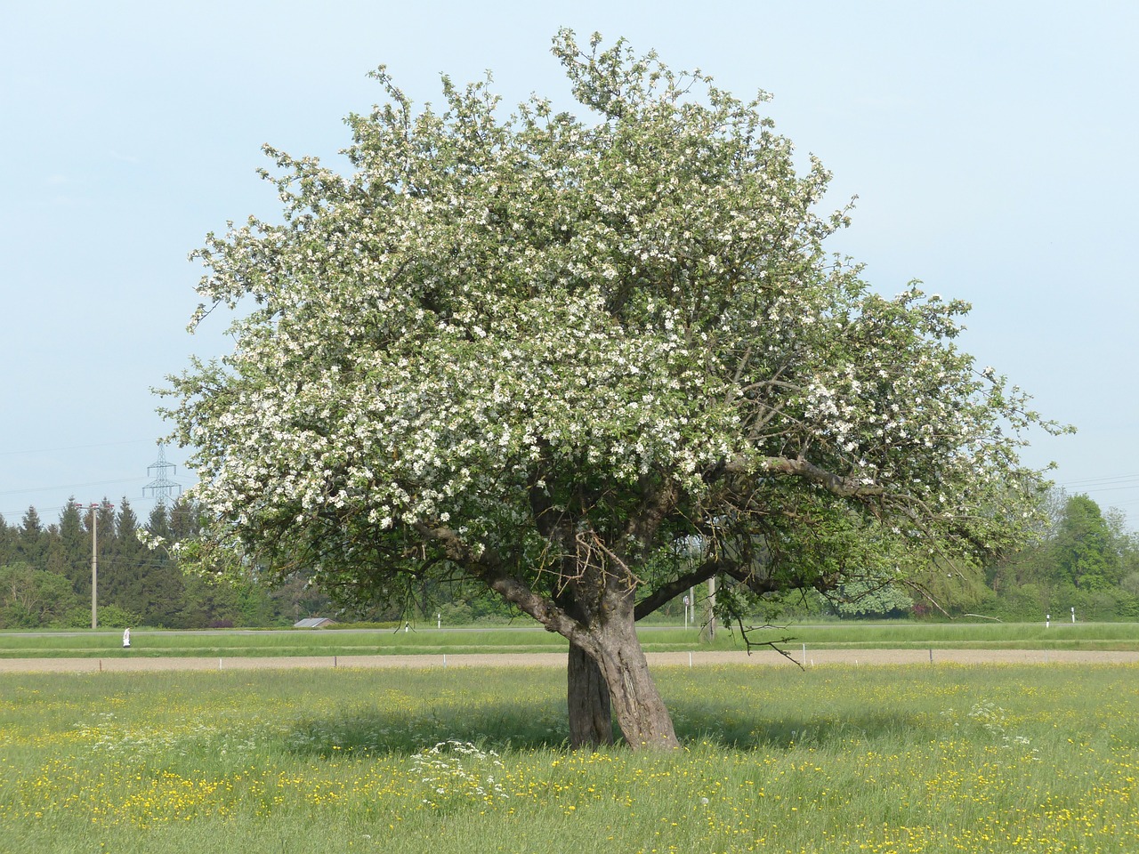 apple tree tree apple blossom free photo