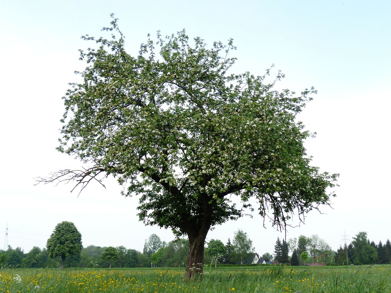 apple tree tree apple blossom free photo