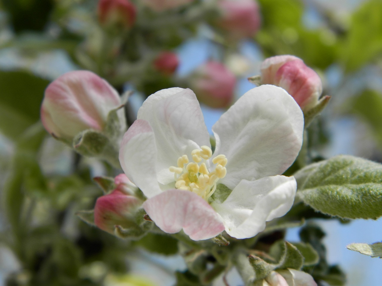 apple tree flower spring free photo