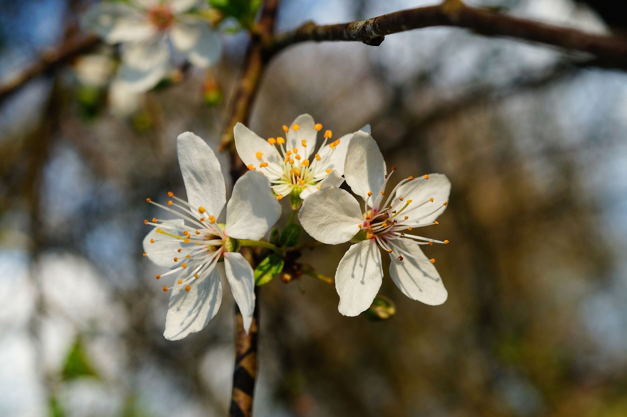 apple tree flowers apple blossom free photo