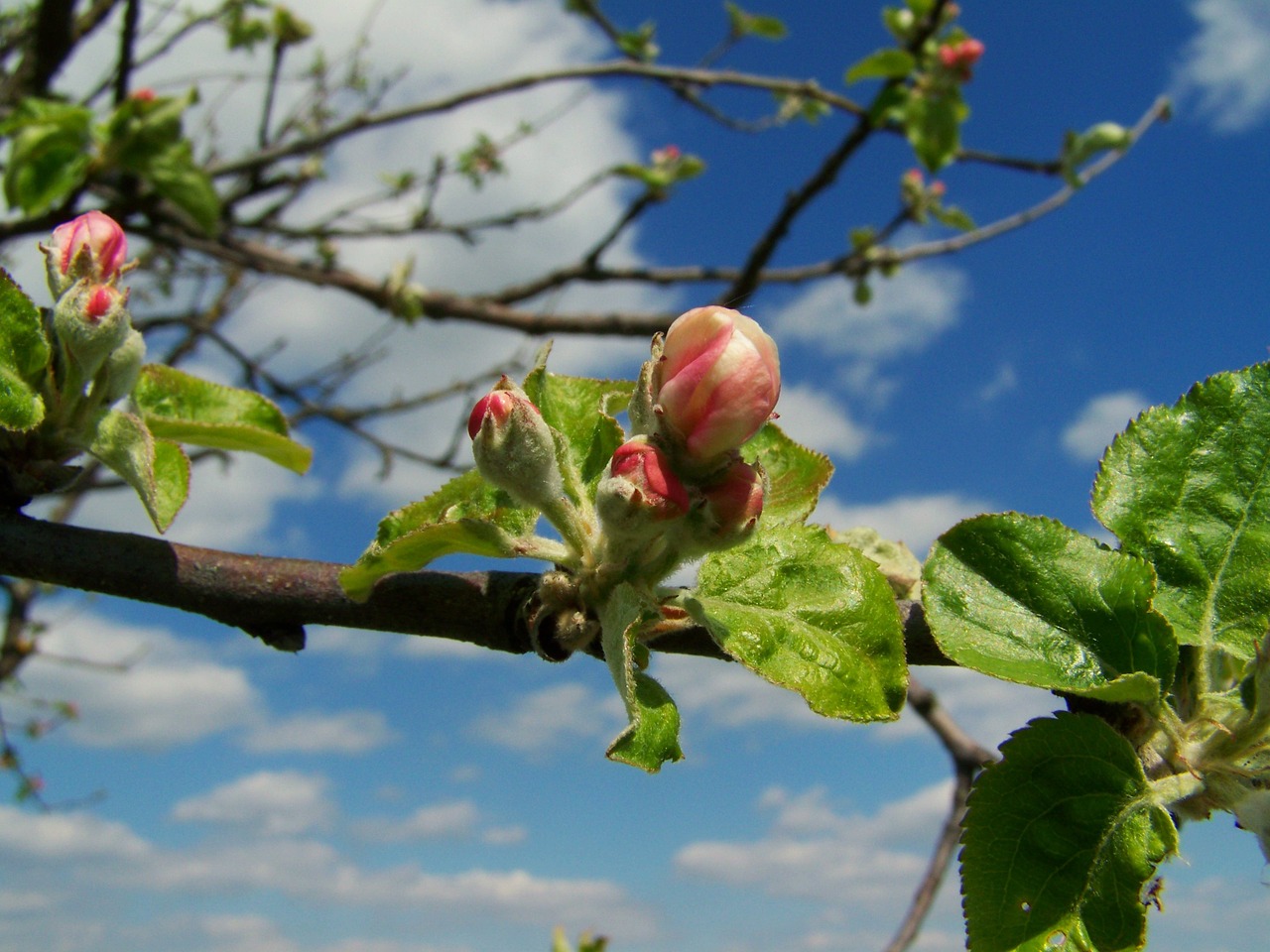 apple tree flower buds spring free photo