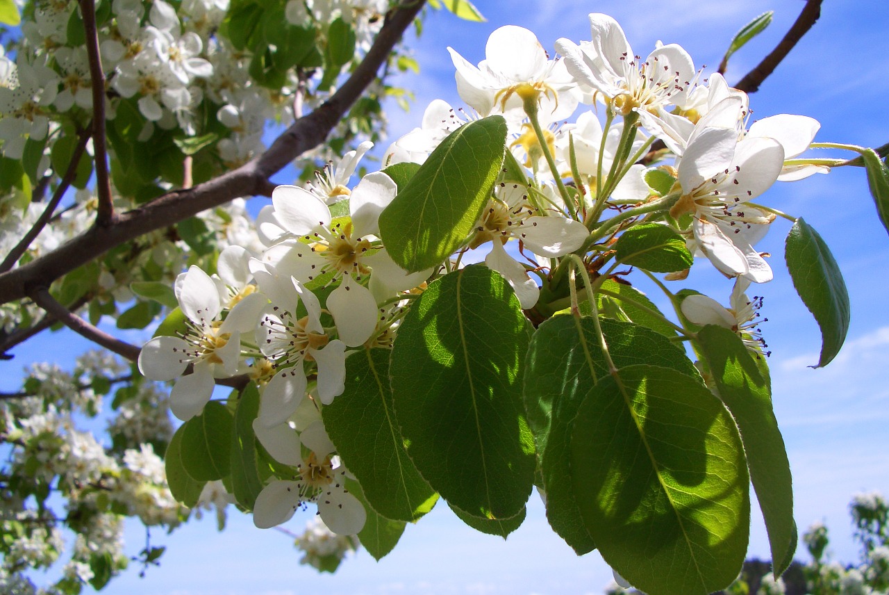 apple tree blossom bloom free photo