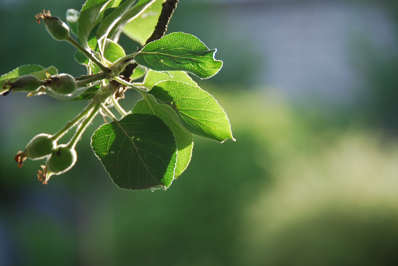 apple tree june green free photo