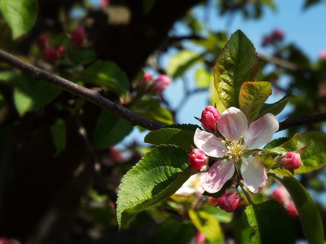 spring tender apple free photo