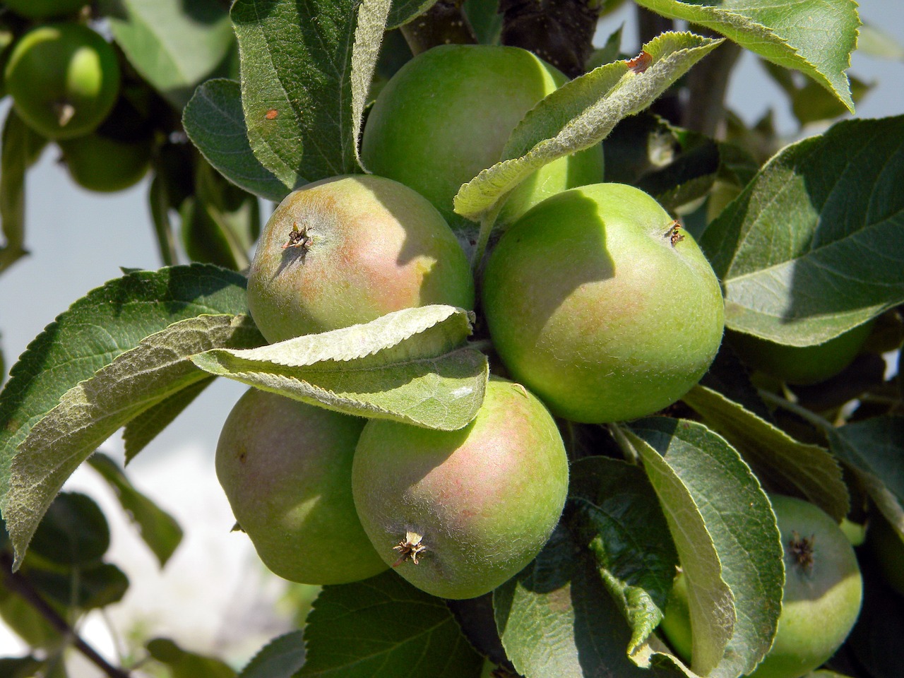 apple tree apples harvest free photo