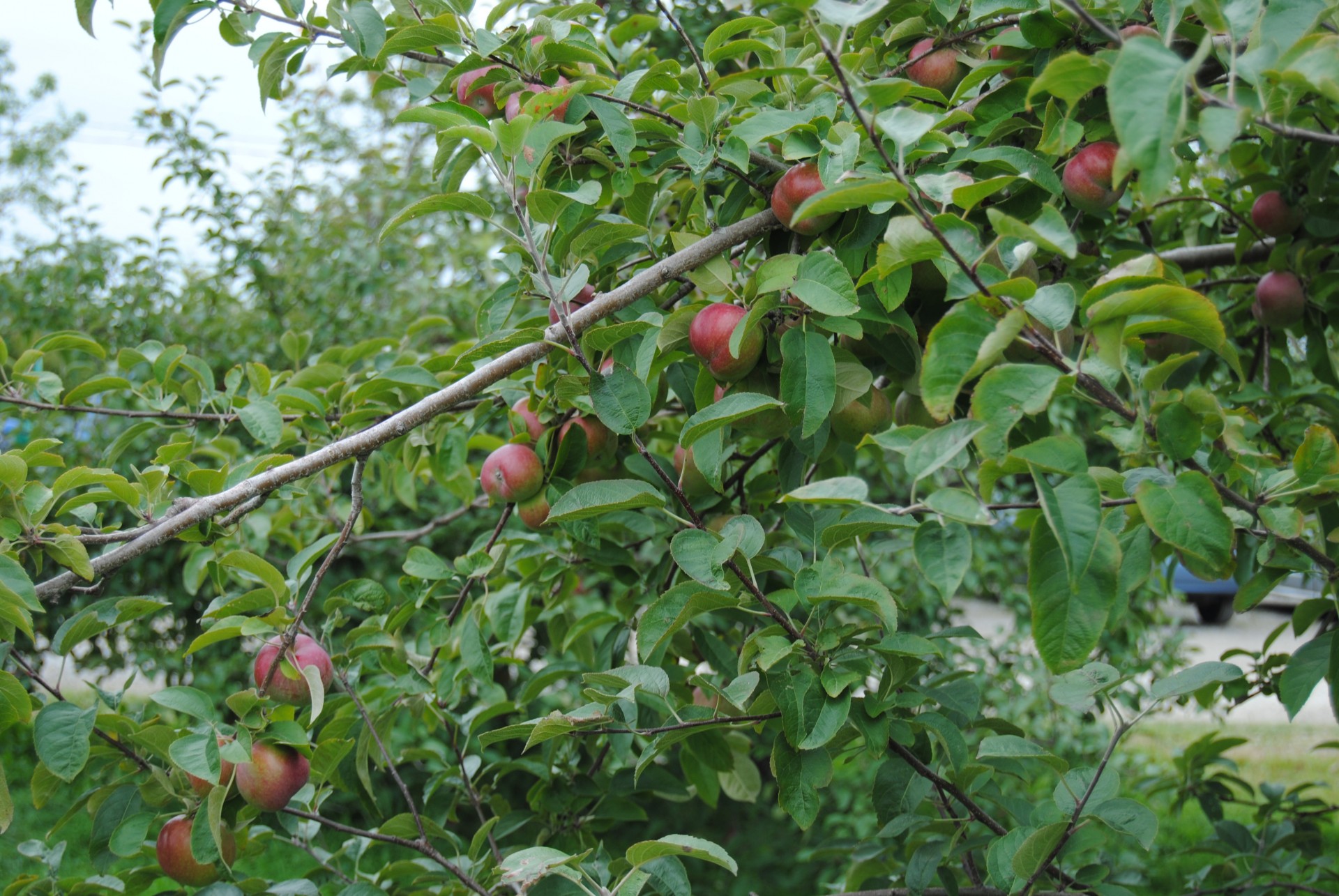 apples apple tree free photo