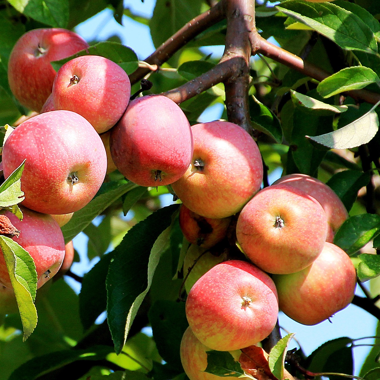 apple tree branch apple free photo