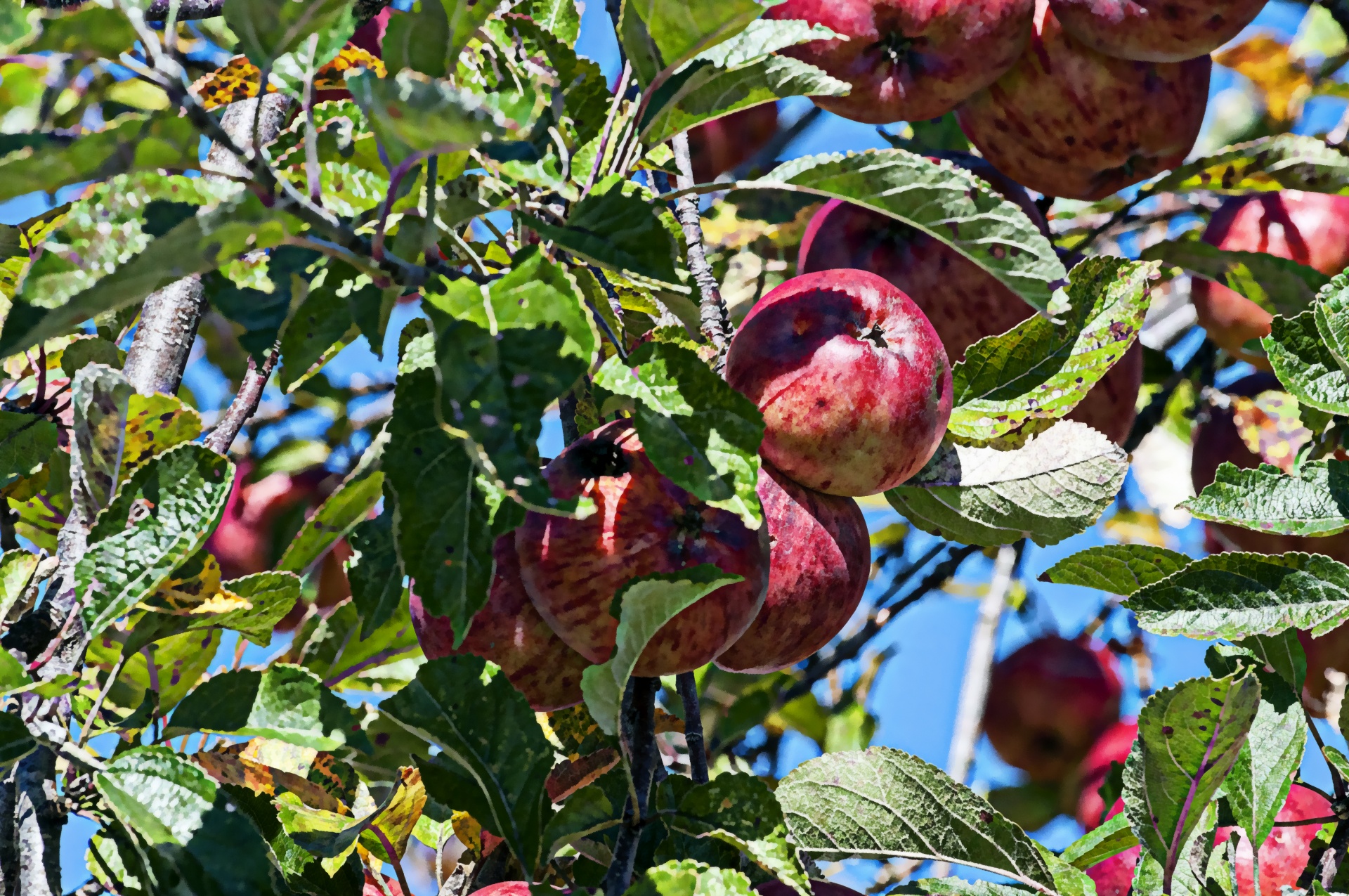 apple apples tree free photo