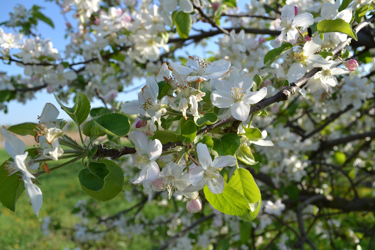 apple tree bloom flowering trees free photo