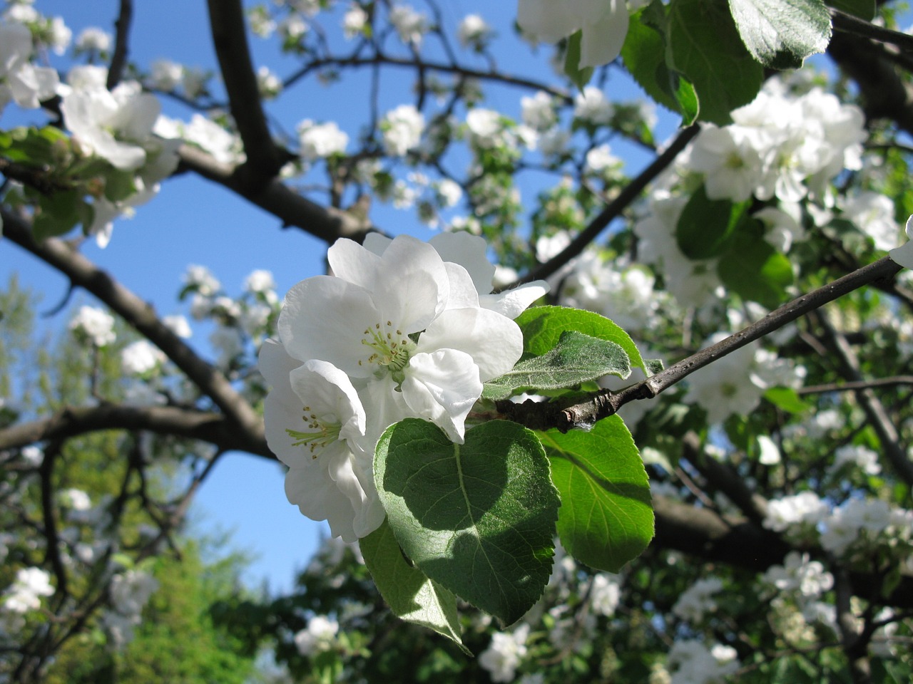 apple tree flowers blooming apple tree free photo