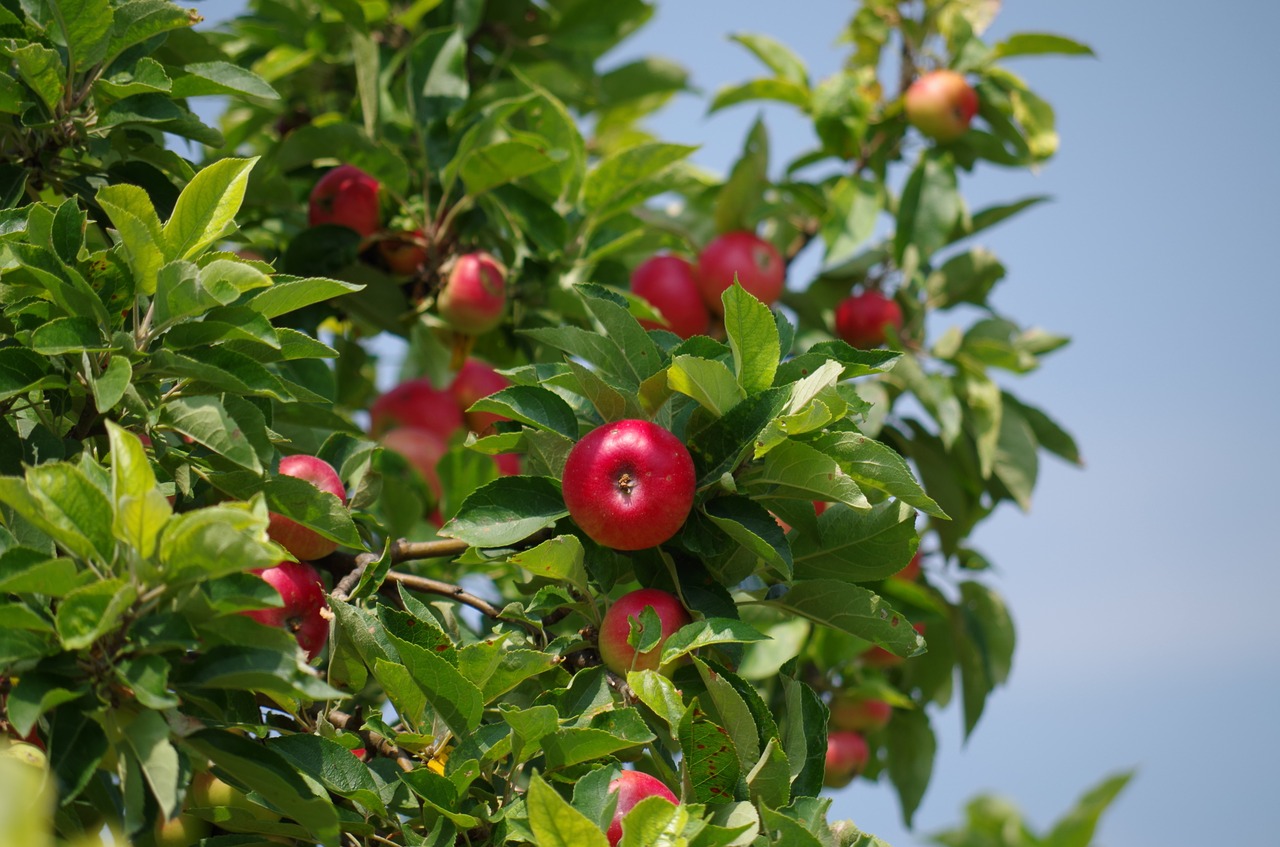 apple tree apples fruit free photo