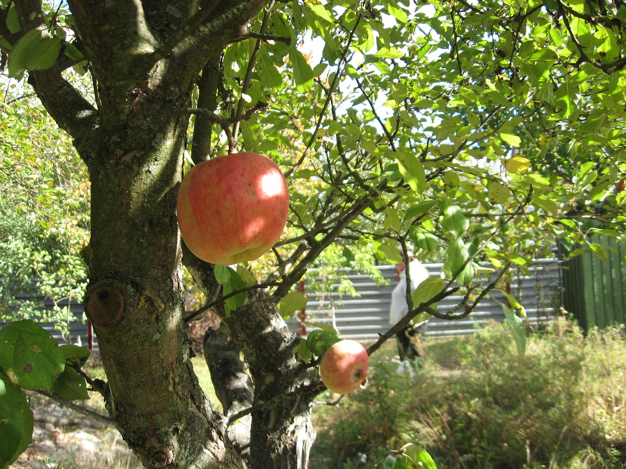 apple tree garden dacha free photo