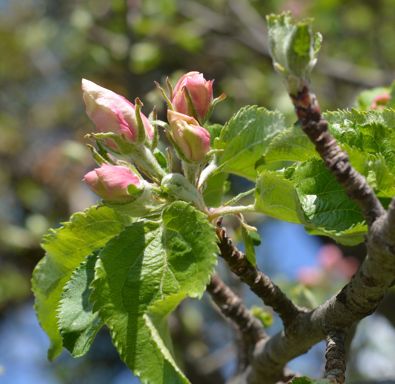 apple tree blossom bloom free photo