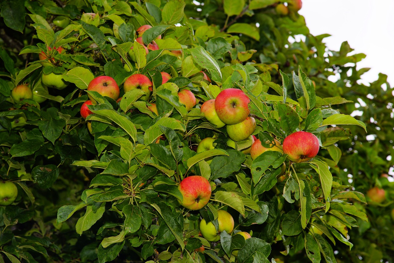 apple tree apple fruit free photo