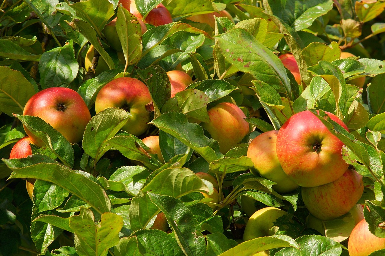 apple tree apple fruit free photo