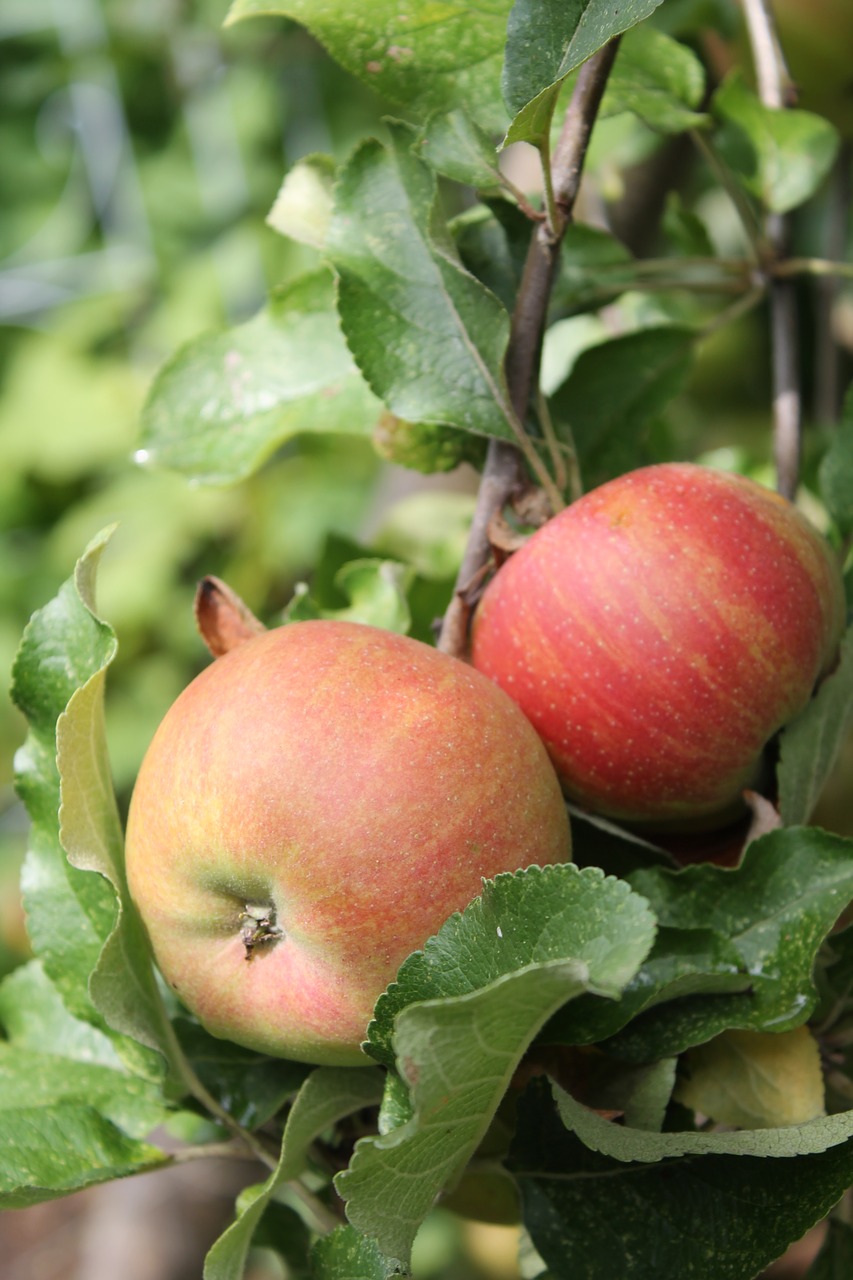 apple tree apple red free photo