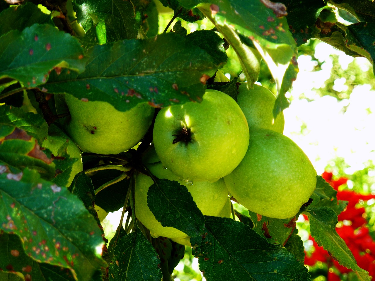 apple tree fruit pome fruit free photo