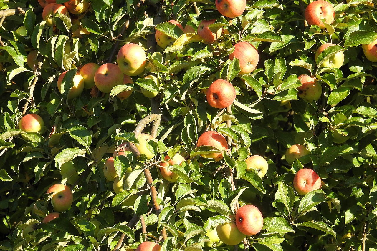 apple tree apple fruit free photo