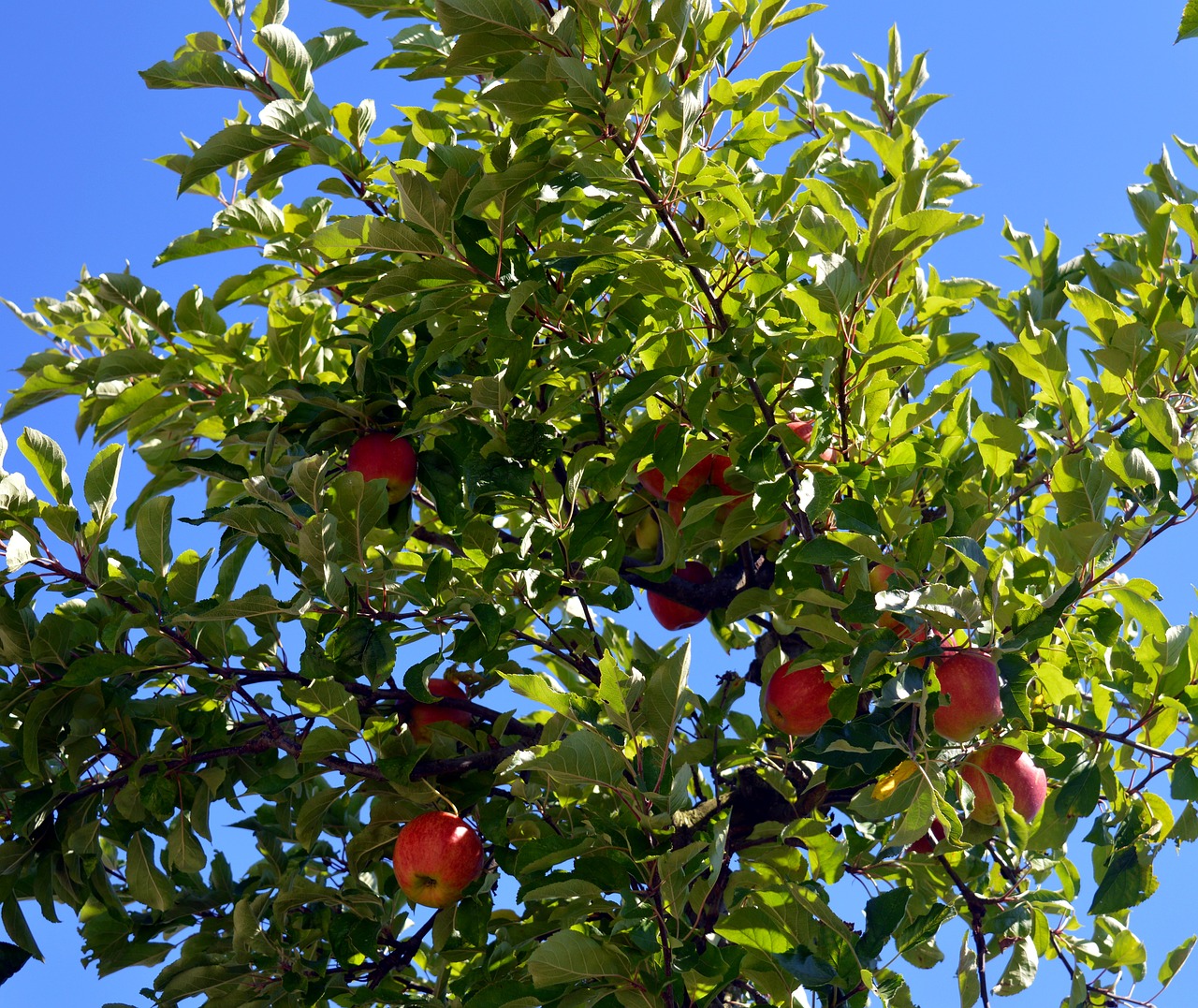 apple tree tree apple free photo