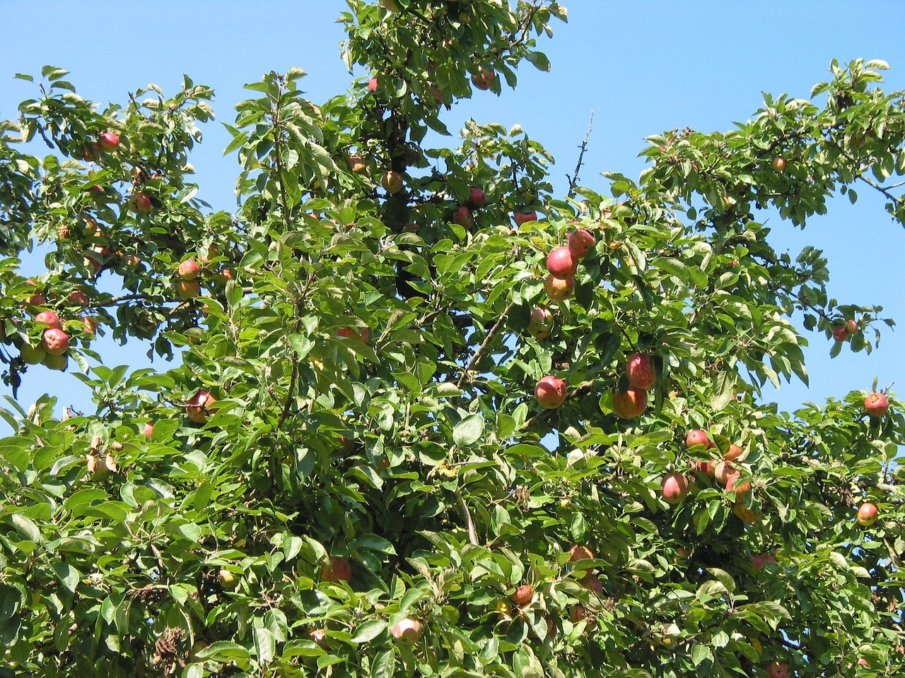 apple tree crown fruit free photo