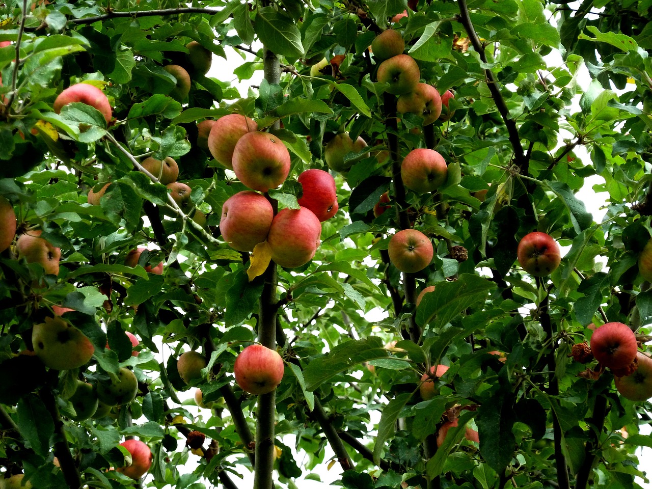 apple tree apple fruit free photo