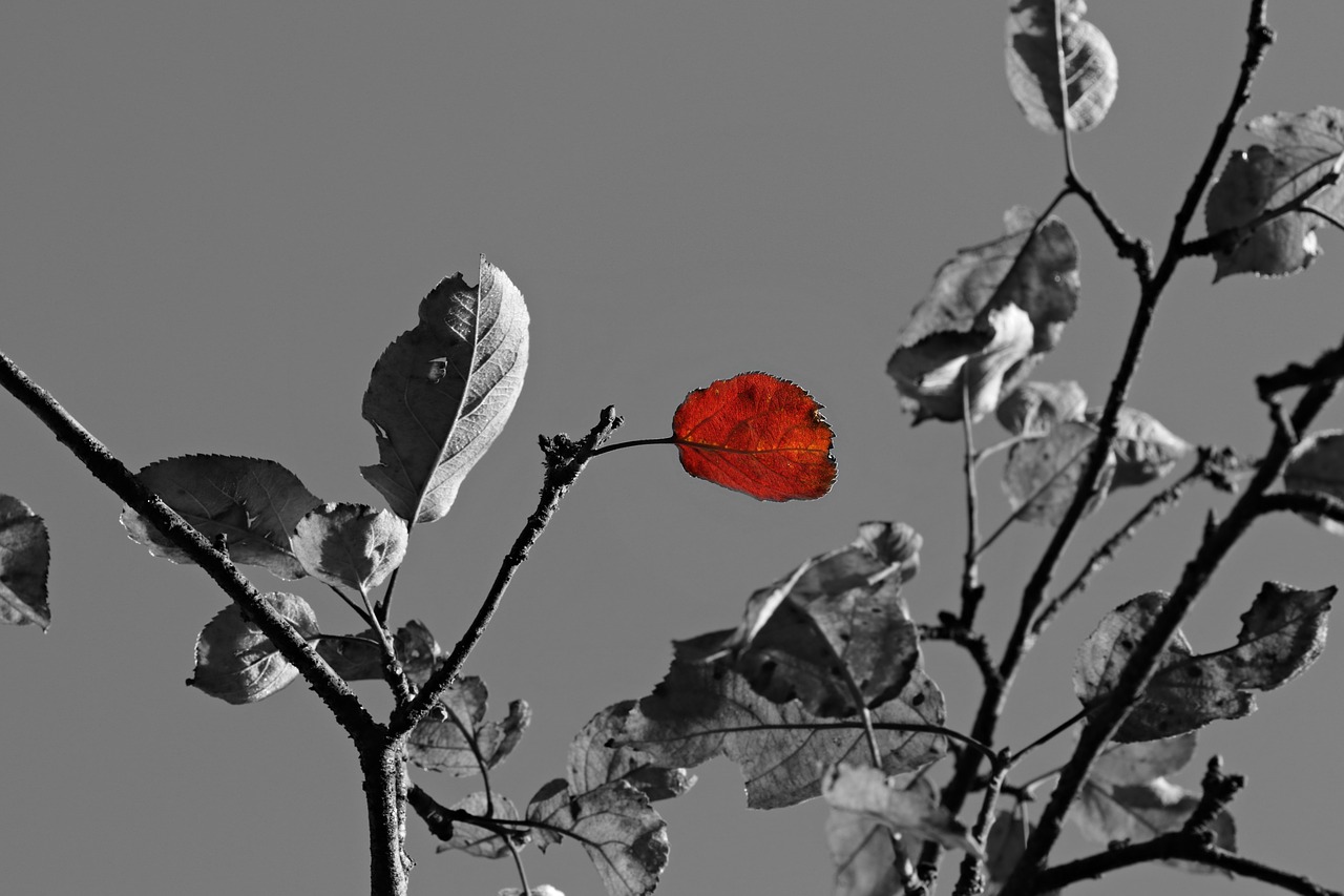 apple tree tree leaf free photo